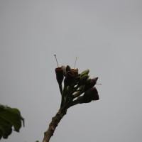 Oroxylum indicum (L.) Kurz